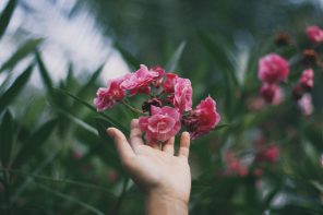 hands reaching for pink flowers