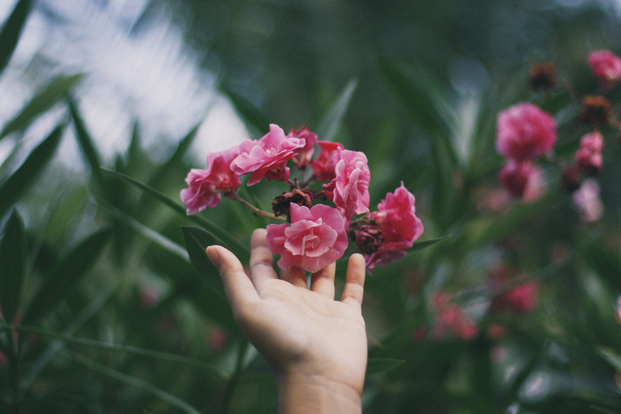 hands reaching for pink flowers