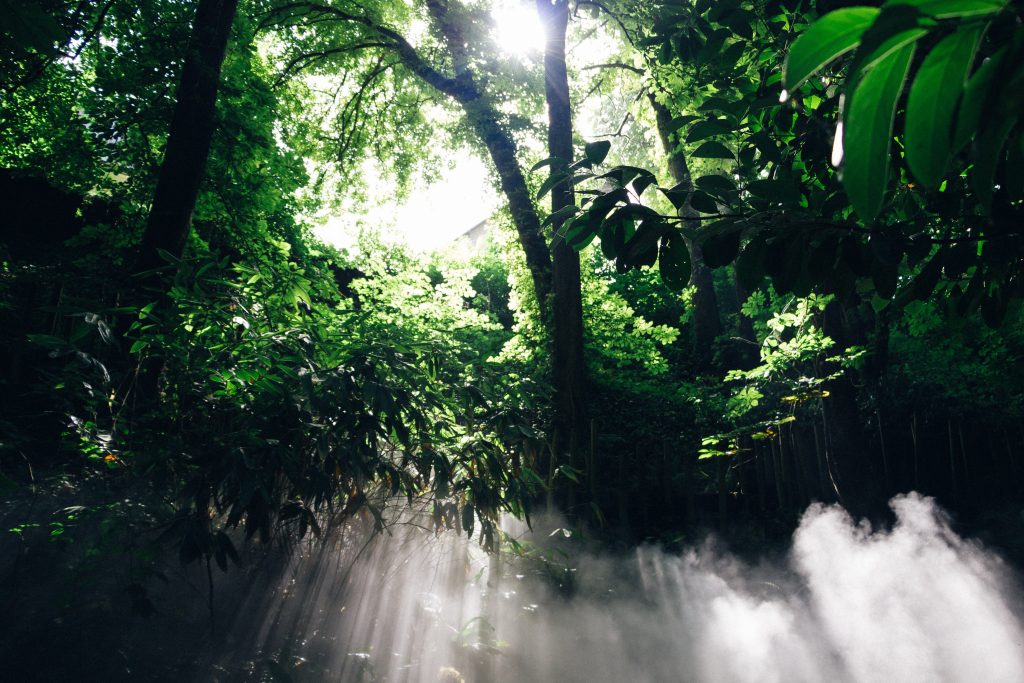 filtered sun in forest