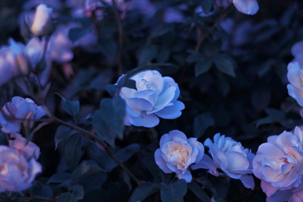 white flowers at night