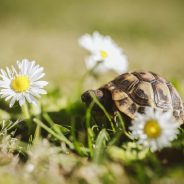 Chronic Anxiety Often Has Its Roots in Childhood Trauma – How?